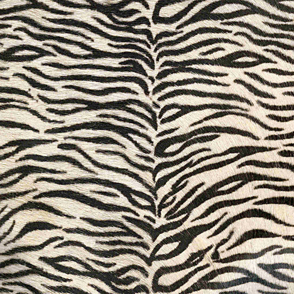 Bengal Tiger / 6-60