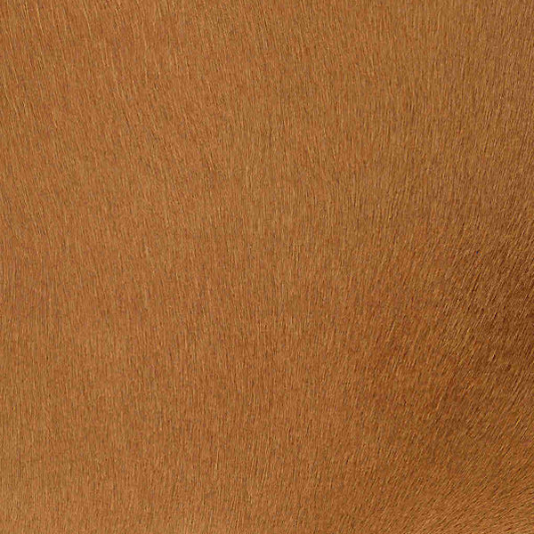 Crocodile Basic / 1-S34