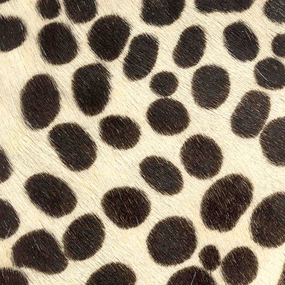 Cheetah / 6-2
