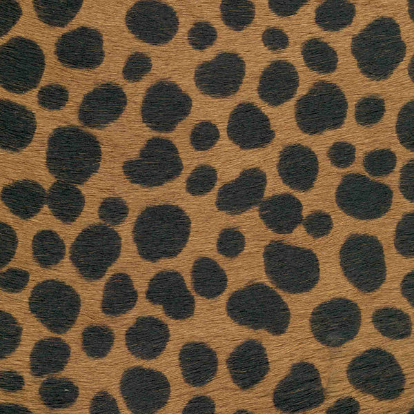 Cheetah / 6-2