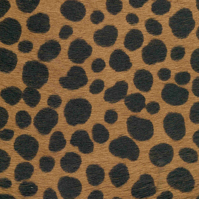 Cheetah / 6-2