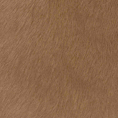 Crocodile Basic / 1-S34