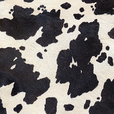 Cow / 6-18
