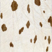 Ivory (as shown)