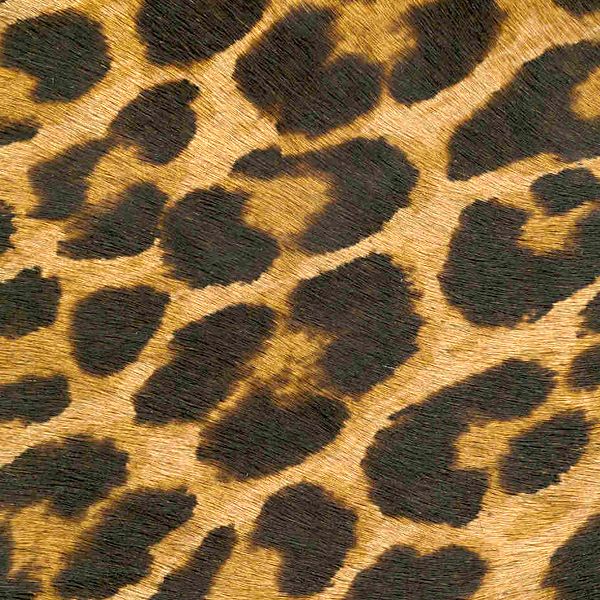 Leo the Leopard / 5-54