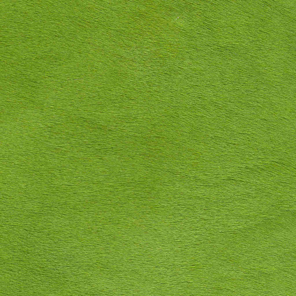 Crocodile Basic / 1-S34