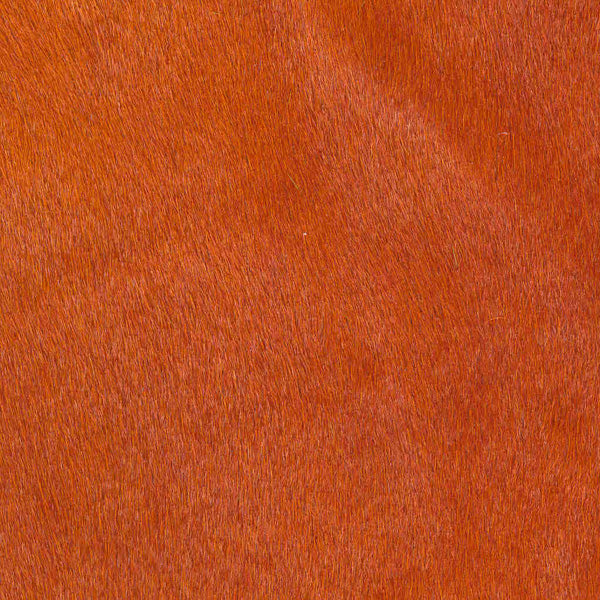 Crocodile Basic / 1-S34