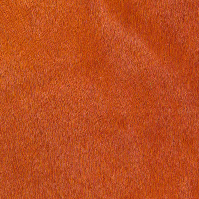 Crocodile Basic / 1-S34