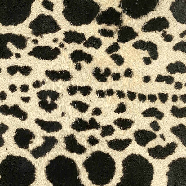 Wild Cat / 6-13