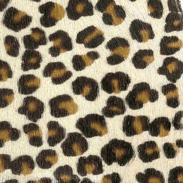 Leopard Calling / 6-0