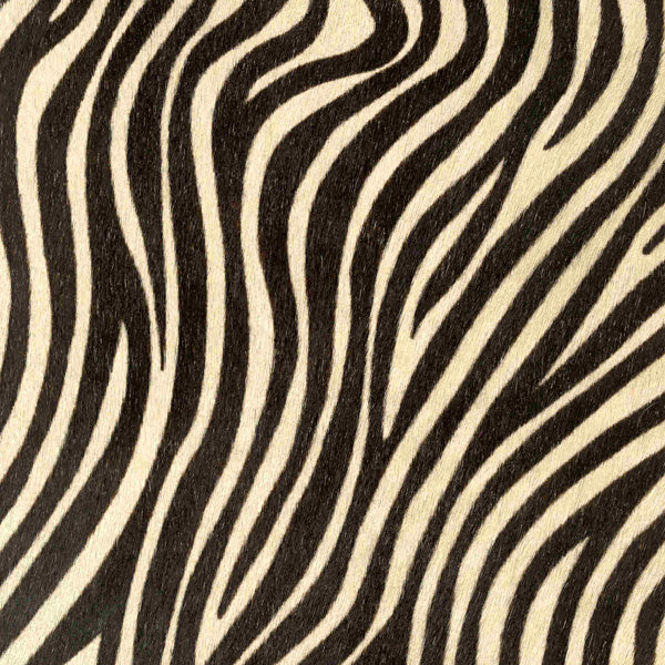 Small Zebra / 6-3